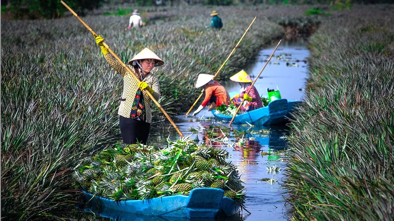 Mùa thu hoạch khóm Cầu Đúc (tỉnh Hậu Giang). Ảnh: LÝ ANH LAM
