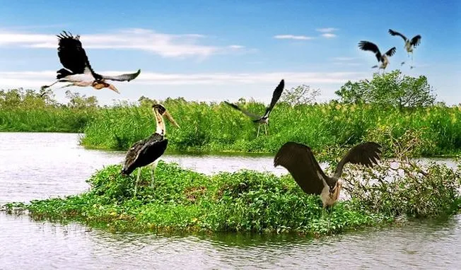 Nguồn sáng phương Nam