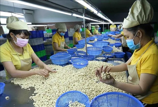 Phát triển bền vững ngành điều