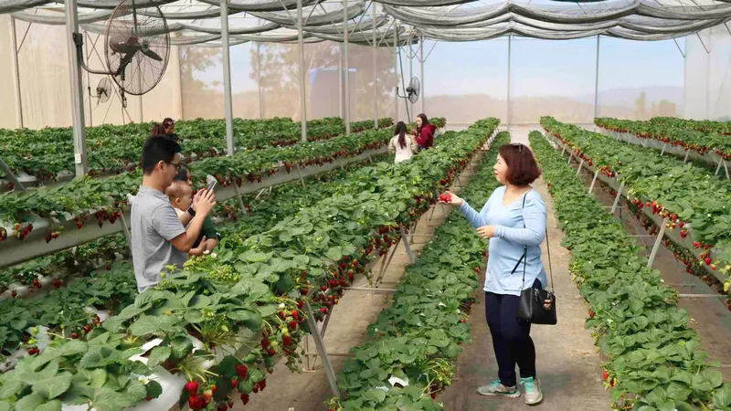 Trồng dâu tây trong nhà kính hiện đại giúp năng suất tăng vượt trội so với trồng ngoài trời
