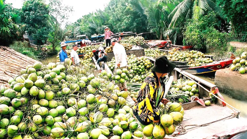 Dừa tươi Việt Nam sắp vào thị trường Mỹ