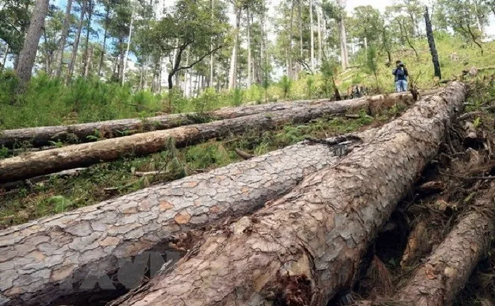 Phá rừng phòng hộ, 10 bị cáo lãnh án tù