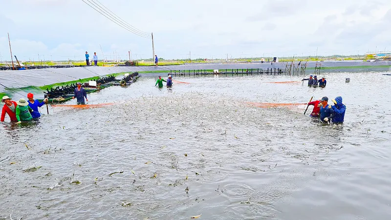 Do có nhiều rủi ro, người nuôi tôm ở ĐBSCL đang dè dặt thả tôm nuôi. Ảnh: Tuấn Quang