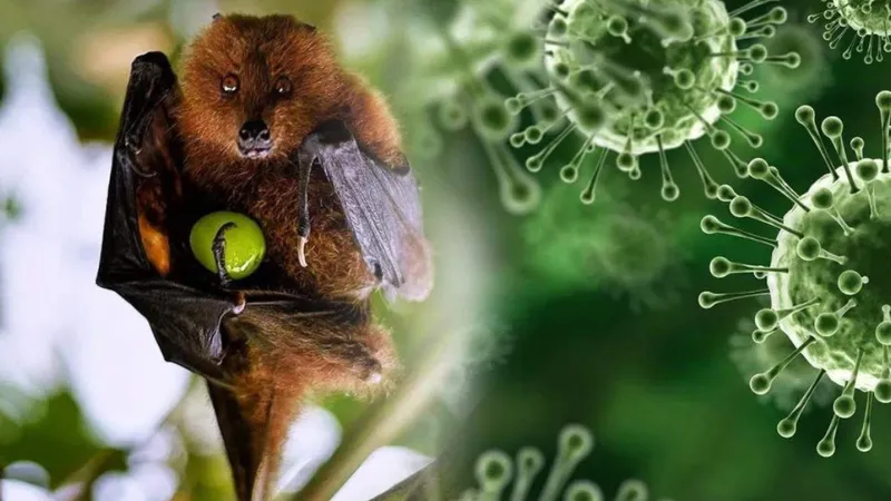 Dơi ăn quả là nguồn lây bệnh của virus Nipah. Ảnh: INDIA POSTS ENGLISH