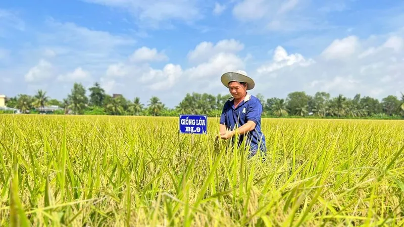 Công bố giống lúa BL9 lưu hành đặc cách