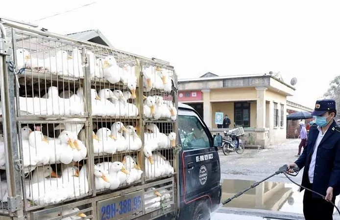 Phối hợp ngăn chặn gia cầm nhập lậu