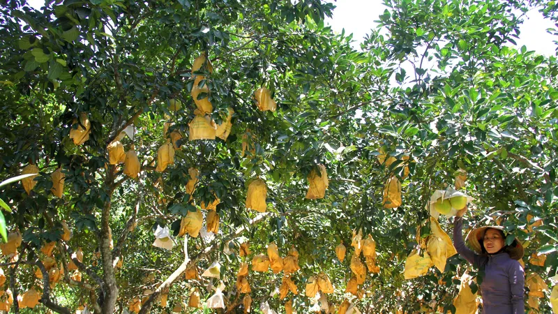 Bưởi Phúc Trạch hút hàng