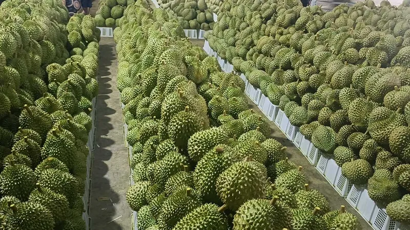 ĐBSCL: Sầu riêng, nấm rơm tăng giá