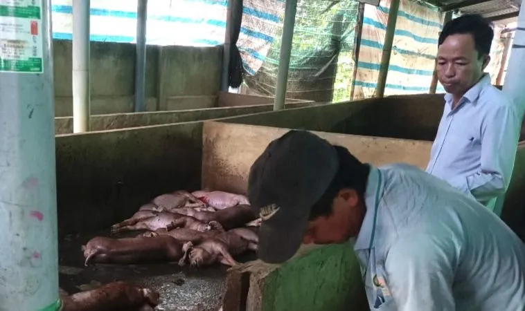 Dịch tả heo châu Phi lan rộng ra 8/11 huyện, thành thị ở Tiền Giang 