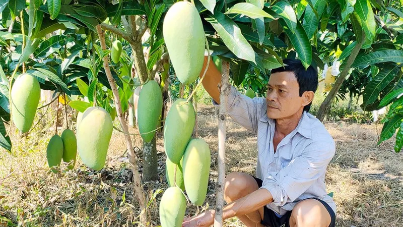 ĐBSCL: Giá xoài tăng cao