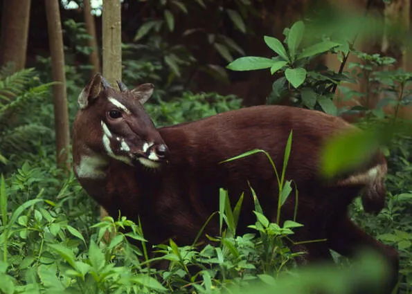 WWF hỗ trợ Việt Nam phát triển bền vững