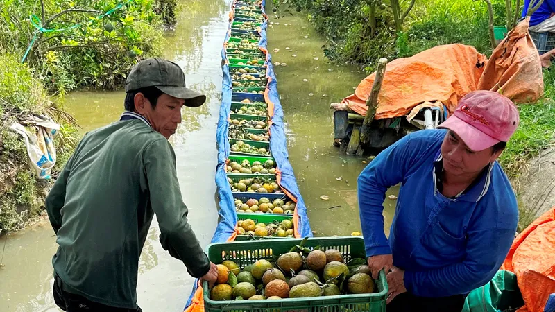 Người dân thu hoạch cam sành tại Vĩnh Long. Ảnh: QUỐC AN