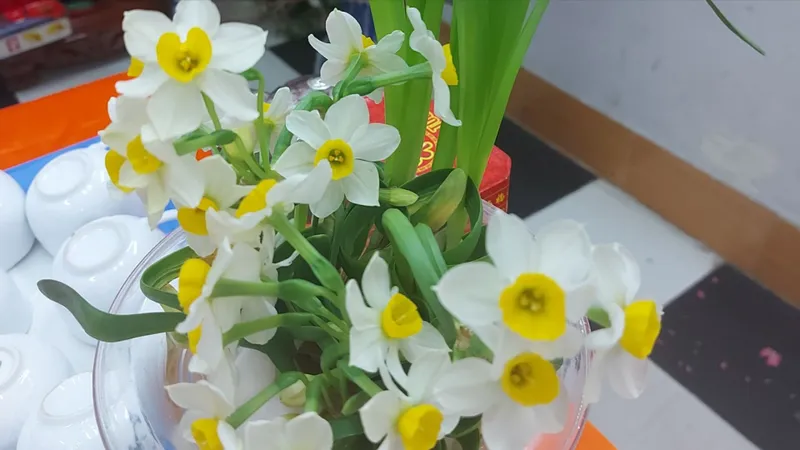 Tết về bên đóa thủy tiên