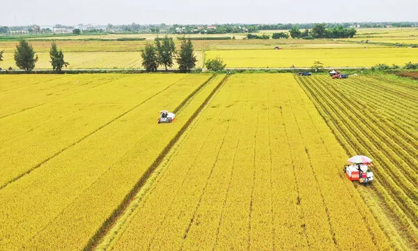 ĐBSCL triển khai đề án 1 triệu ha lúa chất lượng cao