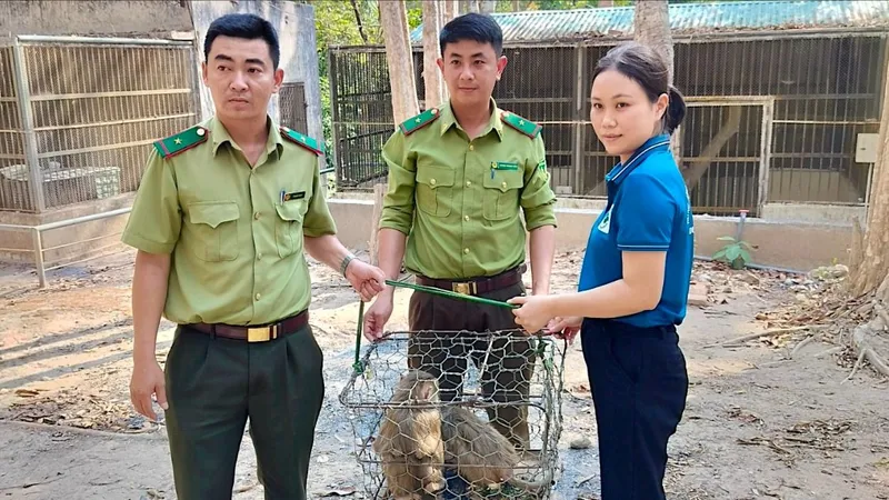 Tiếp nhận 3 cá thể khỉ đuôi lợn để bảo tồn gene quý