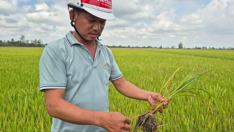 Sóc Trăng: Nỗ lực cứu hàng ngàn héc-ta lúa có nguy cơ chết khô do sản xuất "cực đoan"