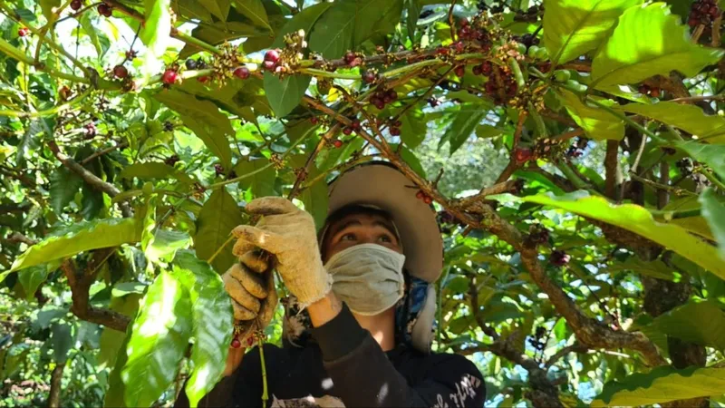 Giá cà phê Việt Nam tăng gấp 3, đổ vỡ các hợp đồng liên kết