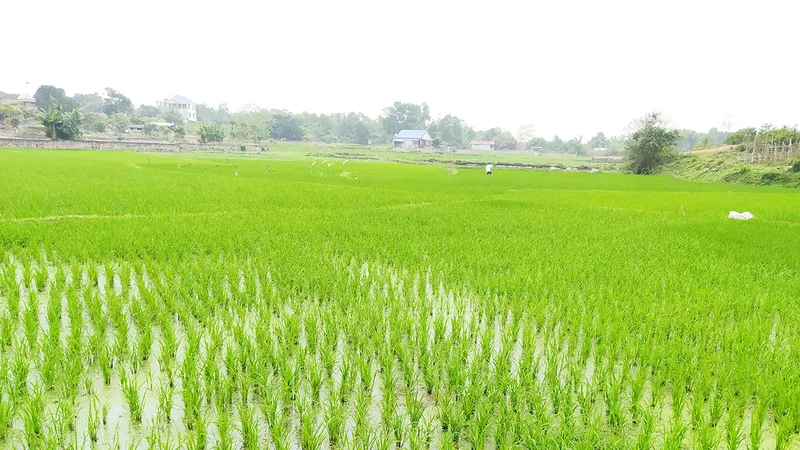 Podcast: Hương mạ non