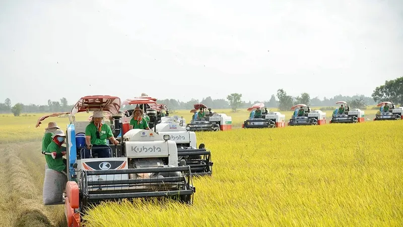 Kiến nghị hỗ trợ đầu tư hạ tầng trong sản xuất lúa chất lượng cao