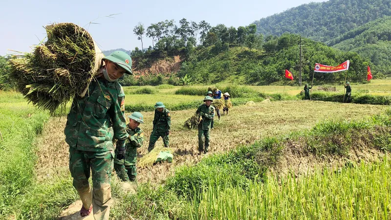 Thu hoạch lúa giúp đồng bào nơi biên cương