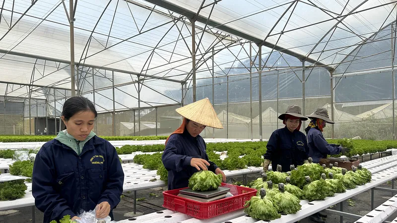 Nông dân tại trang trại Trường Phúc, huyện Lạc Dương, tỉnh Lâm Đồng thu hoạch rau thủy canh tiết kiệm nước