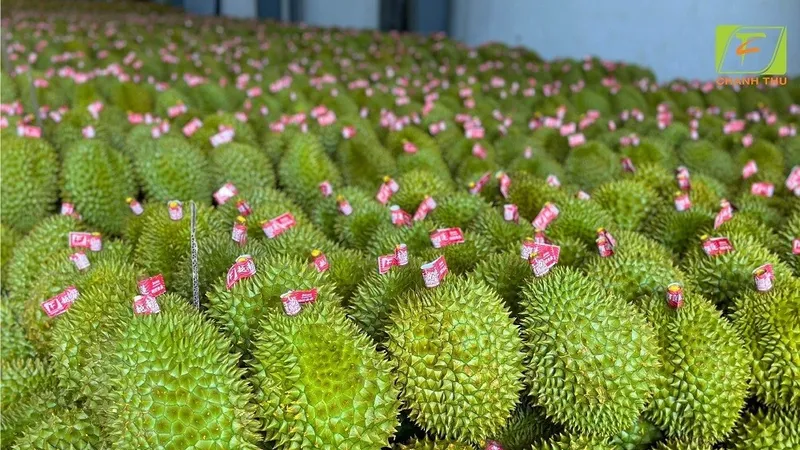 Kiểm tra 187 mã số vùng trồng và cơ sở đóng gói sầu riêng