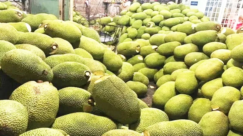 ĐBSCL: Giá mít giảm, giá ớt và sầu riêng tăng