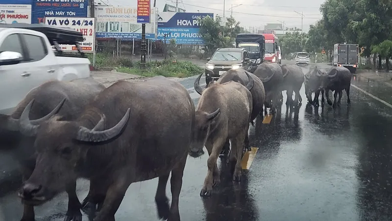 Trâu thong dong trên quốc lộ