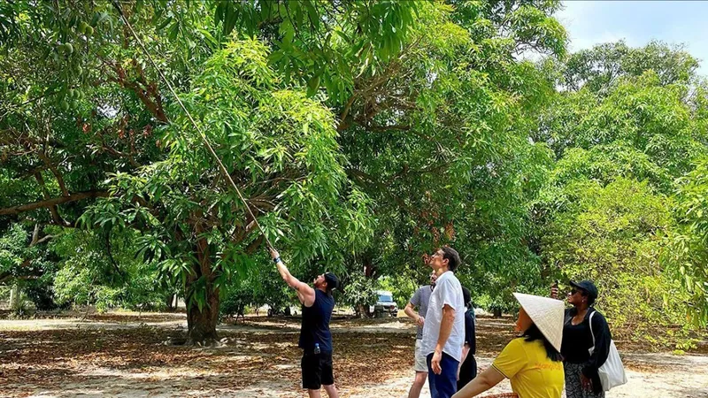 Người dân Cam Lâm làm du lịch từ cây xoài cổ thụ