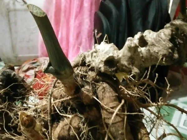 Củ sâm nặng 7 lạng