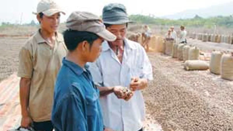 Sản lượng điều giảm gần 50% 