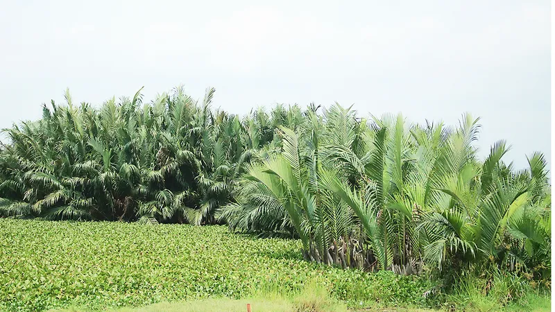 Rừng dừa nước Cà Ninh sắp bị chặt hạ 