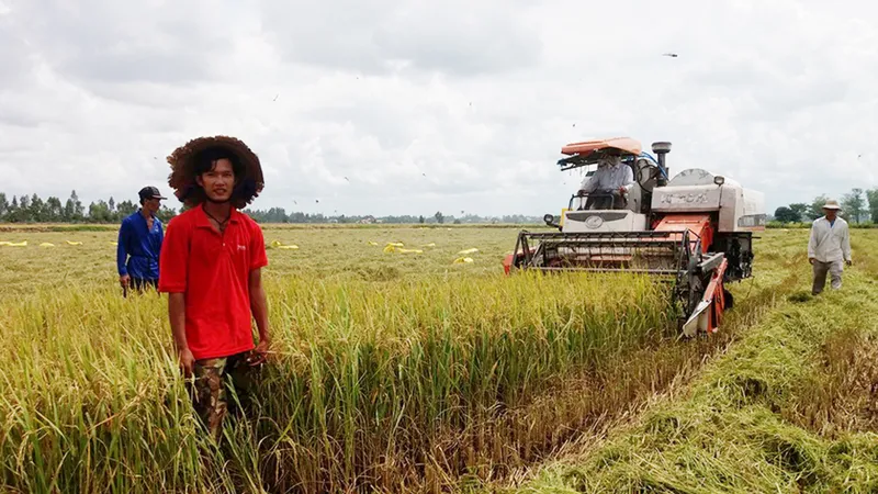Út Tiếng trên cánh đồng trồng lúa sạch