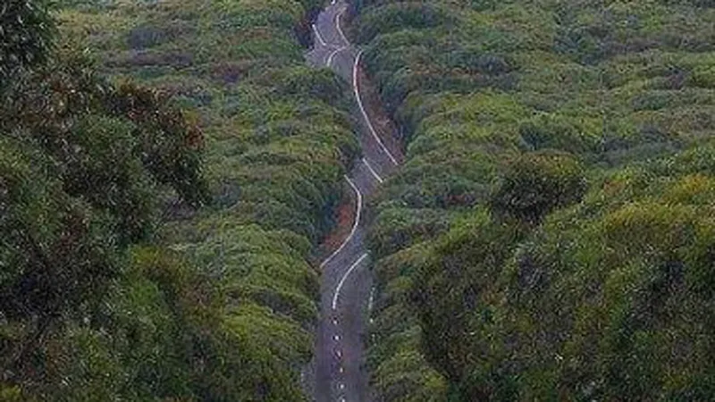 Tuyến cao tốc Juba Nimule dẫn tới Công viên Nimule và nước láng giềng Uganda. Ảnh Pinterest