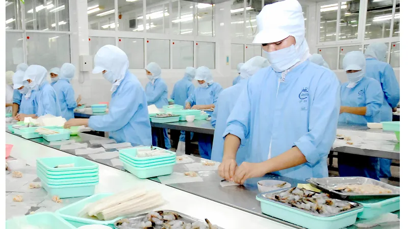 Chế biến tôm xuất khẩu tại Công ty Cholimex. Ảnh: THÀNH TRÍ