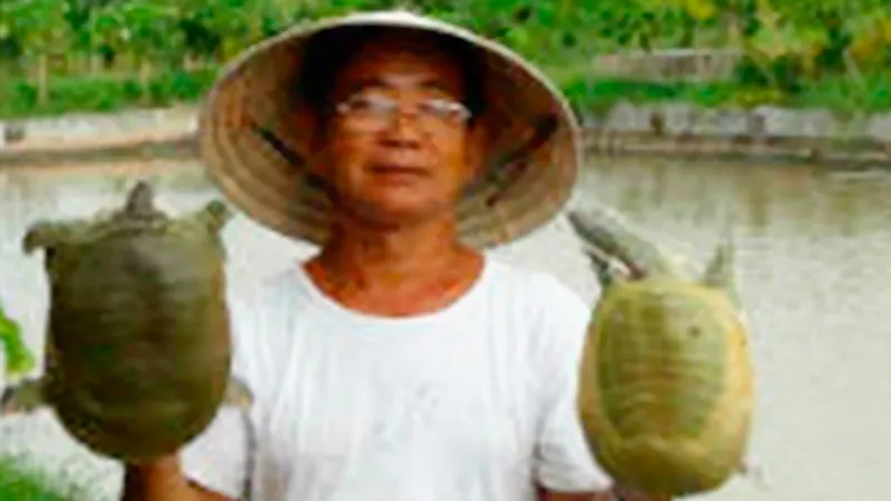Sản xuất ba ba giống 