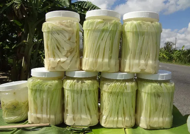 Bồn bồn Cái Nước - Cà Mau
