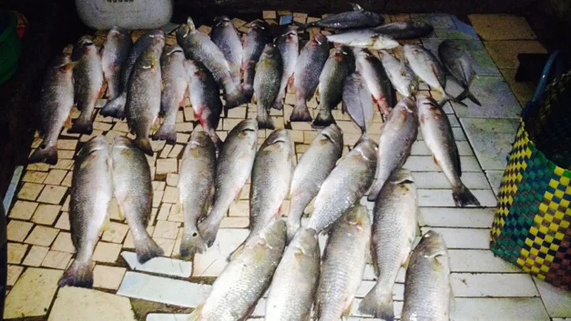Thừa Thiên - Huế: Hơn 100 tấn cá đặc sản ở đầm Cầu Hai chết 