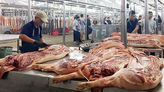 Không phải 100% chủng E.coli đều gây bệnh