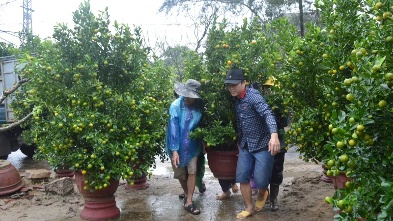 Mừng, lo quất tết Hội An