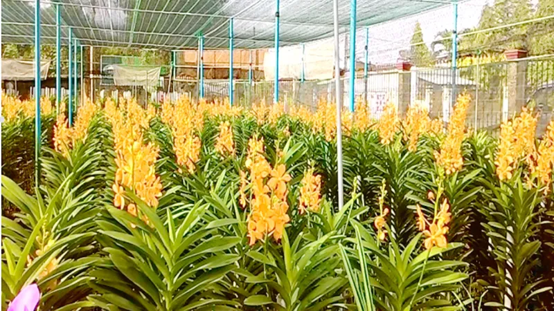 Trồng hoa, hái… tiền 