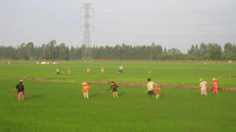 Nông dân Đồng Tháp chăm sóc lúa hè thu năm 2018
