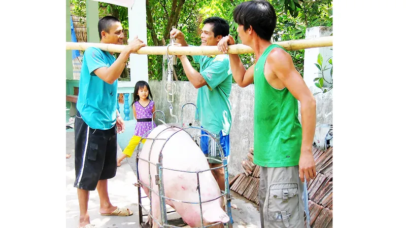 Heo hơi ở ĐBSCL tăng giá: Vừa mừng, vừa lo 
