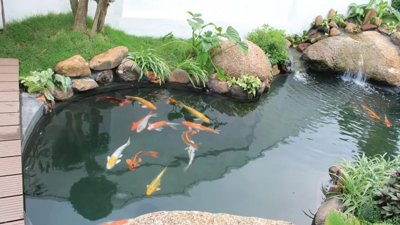Chọn 4 cơ sở cá cảnh xây dựng mô hình thực hành quản lý tốt