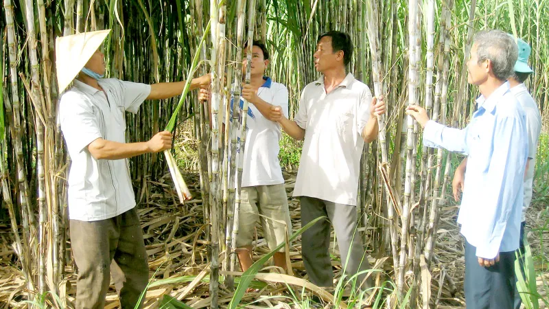 Nông dân Hậu Giang chăm sóc ruộng mía