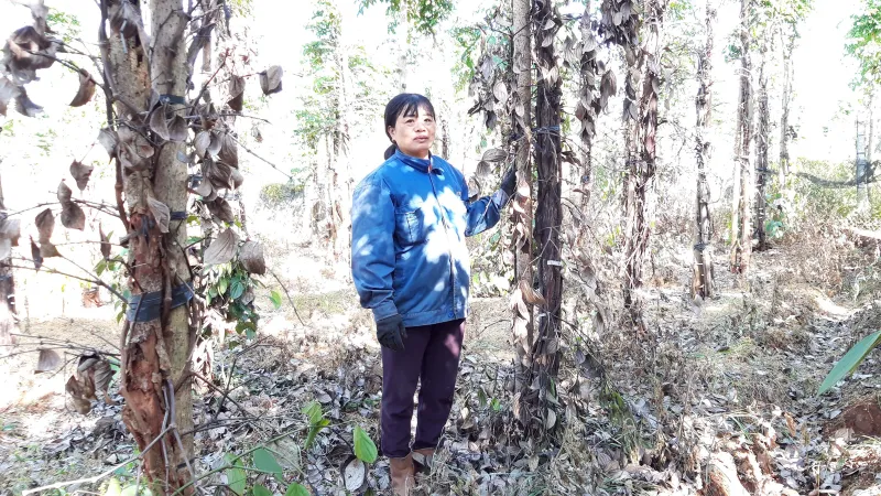 Tiêu chết hàng loạt, dân trồng lao đao