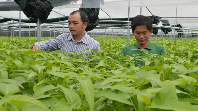 Phát triển nông nghiệp đô thị ở huyện Củ Chi