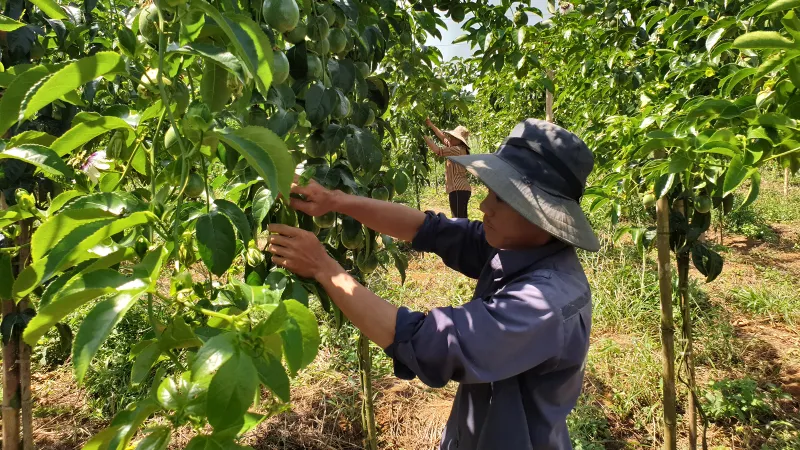 Đắk Nông chuyển hướng làm nông nghiệp sạch