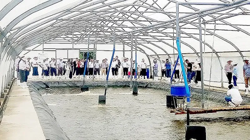Nuôi tôm công nghệ cao