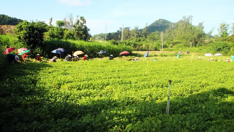 Đãi “vàng” trên cát bạc